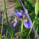Iris delavayi
