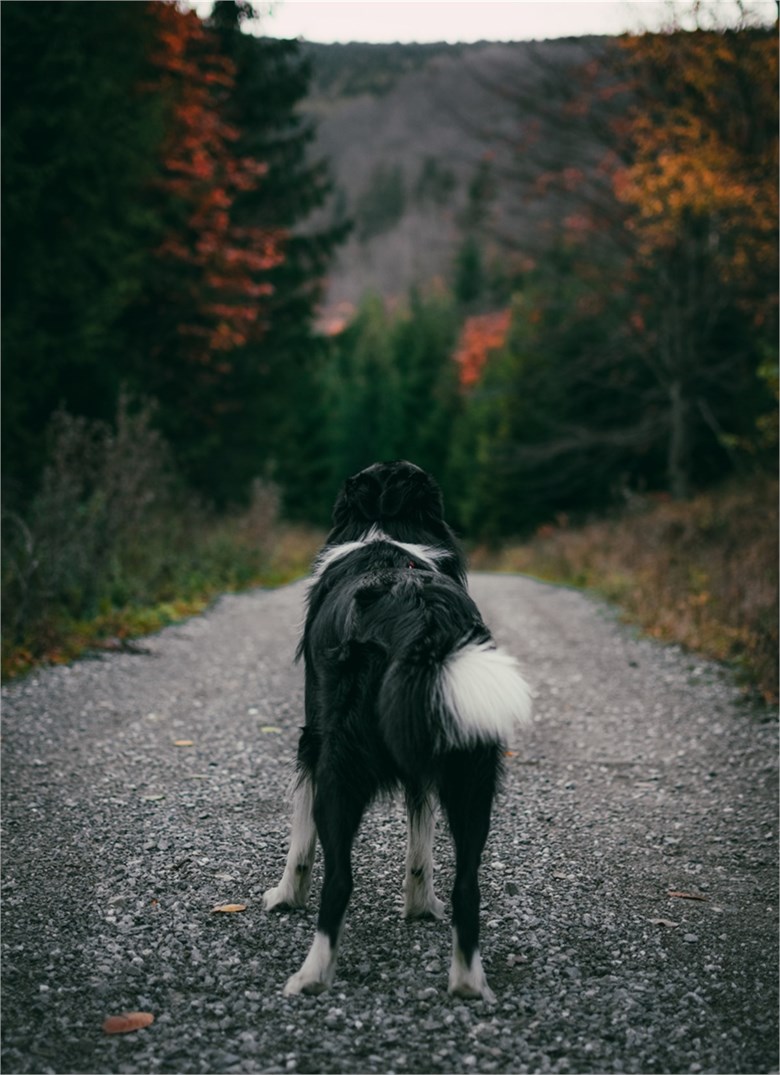 chien