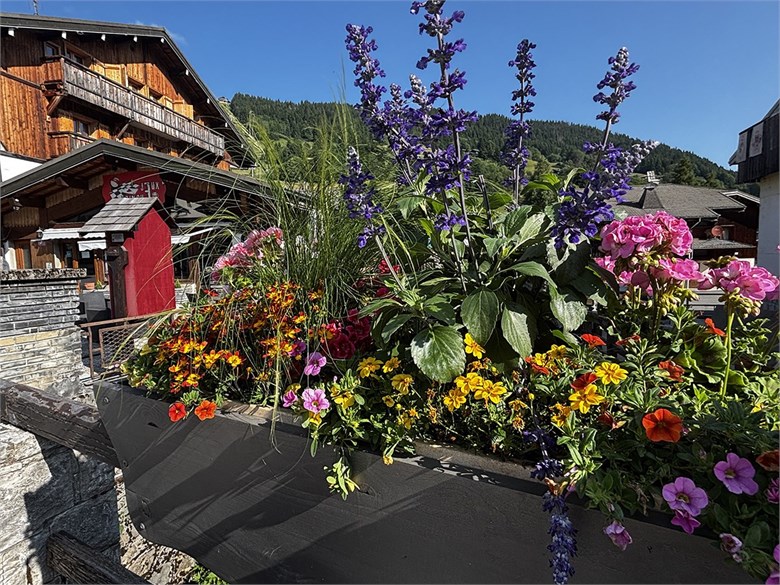 photo fleurs
