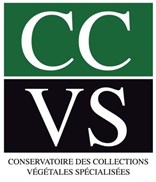CCVS